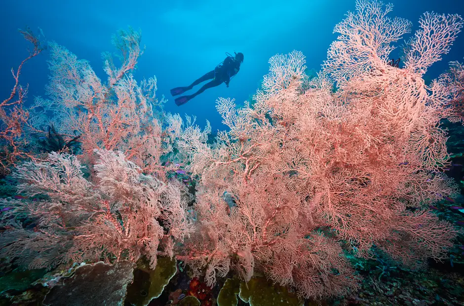 Coral Bride