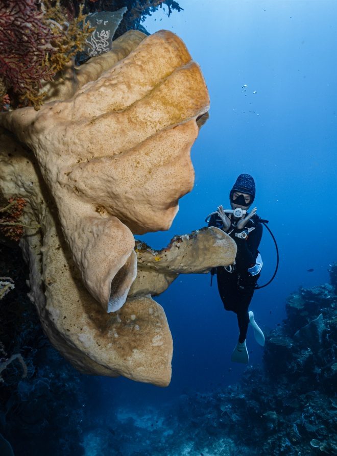 Diver beside a giant Salvador Dalí sponge at Olele, Gorontalo