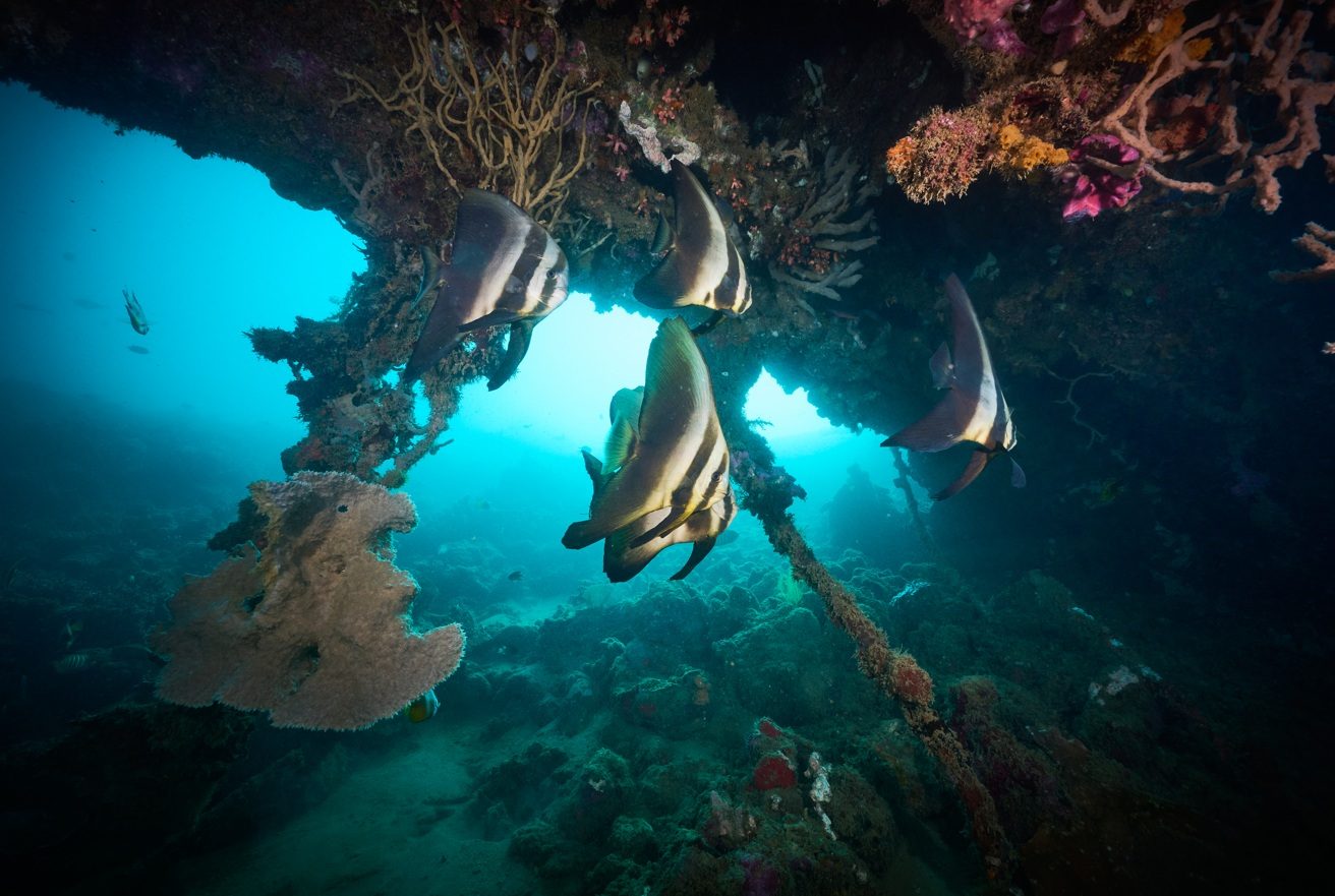 Batfish under the coral-covered Dutch Colonial Wreck