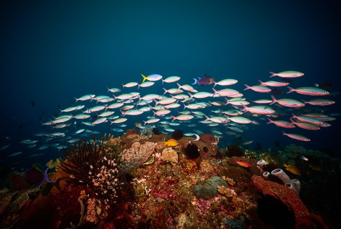 School of fusiliers over a colourful reef in Gorontalo