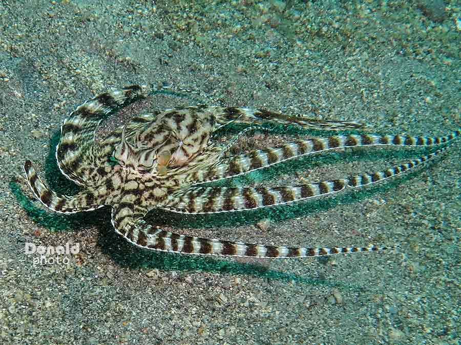 Mimic octopus on the sand at Tambo muck dive site