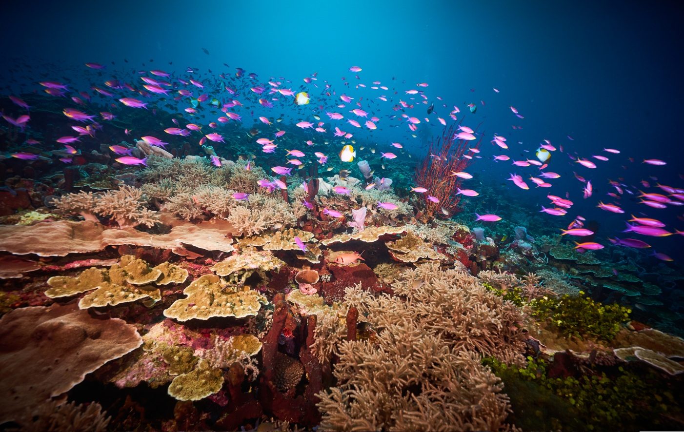 Anthias over a healthy coral reef in Gorontalo