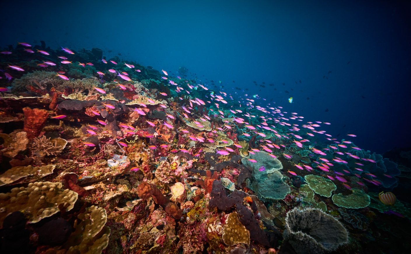 Anthias over a coral slope in Tomini Bay, Gorontalo