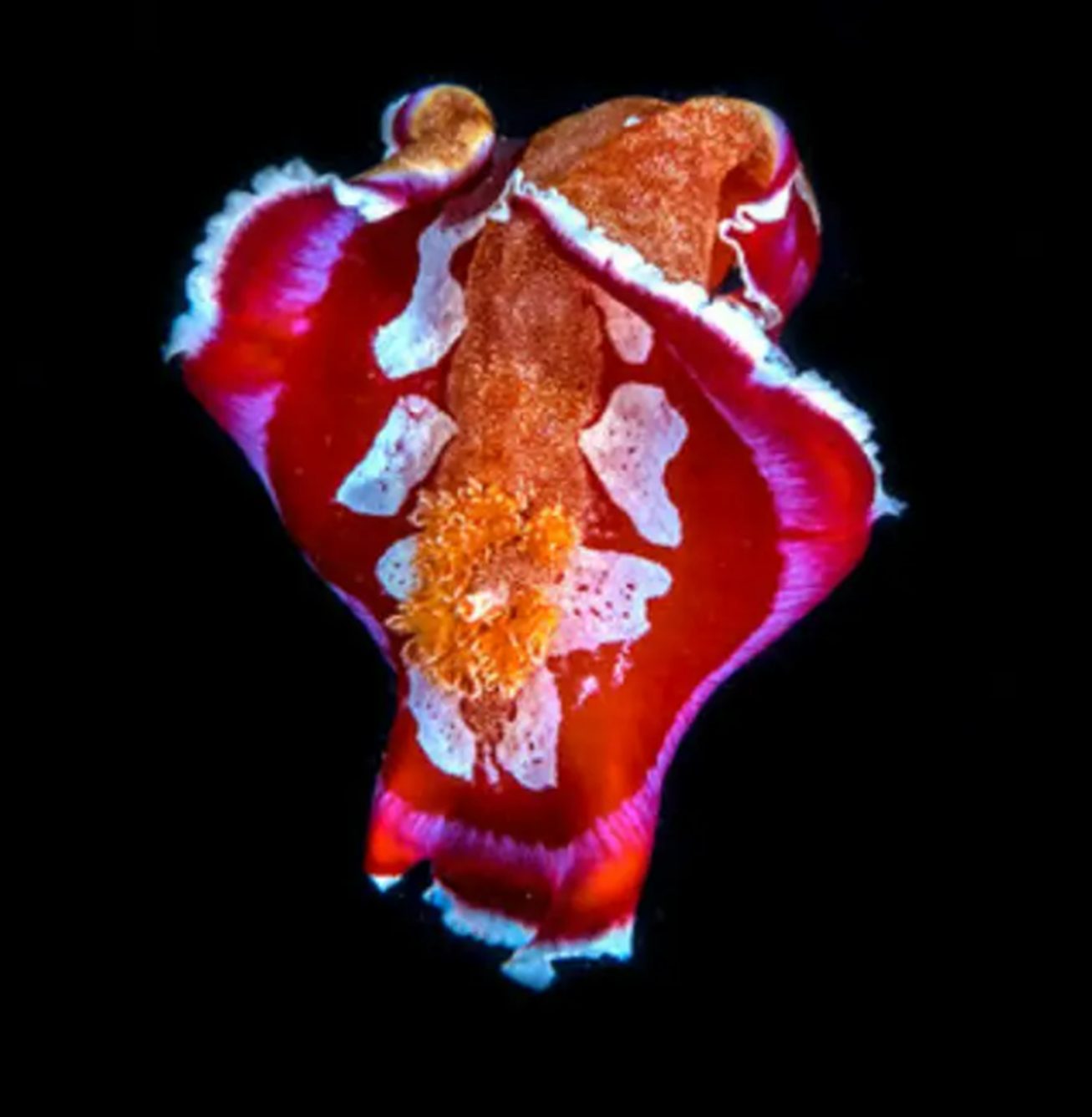 Spanish dancer nudibranch on the house reef