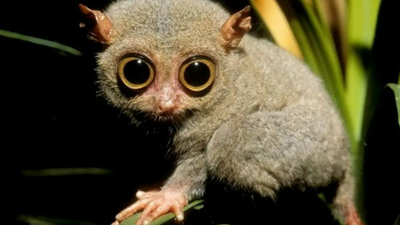 Tarsier spotted on the GoRo rainforest trek