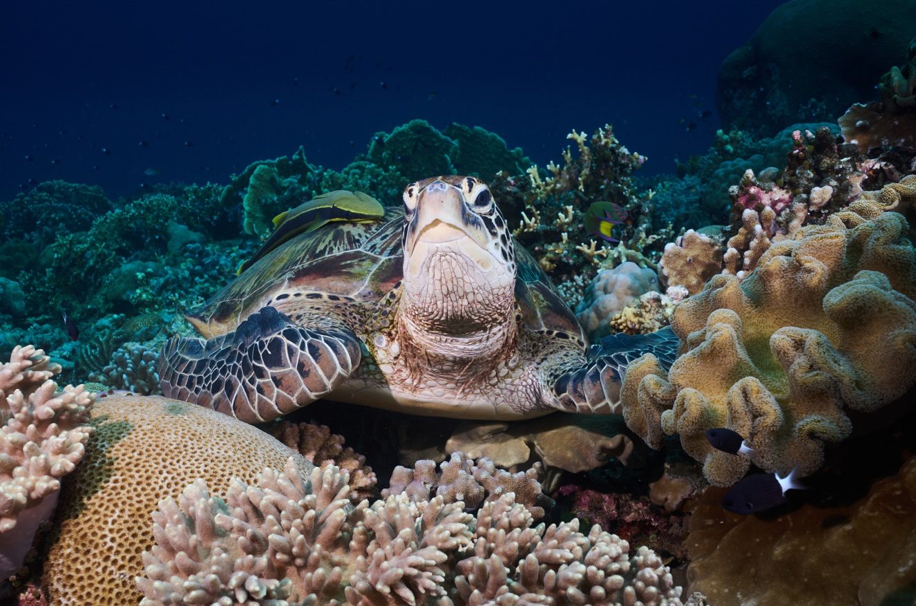 Green turtle resting on hard coral in Gorontalo