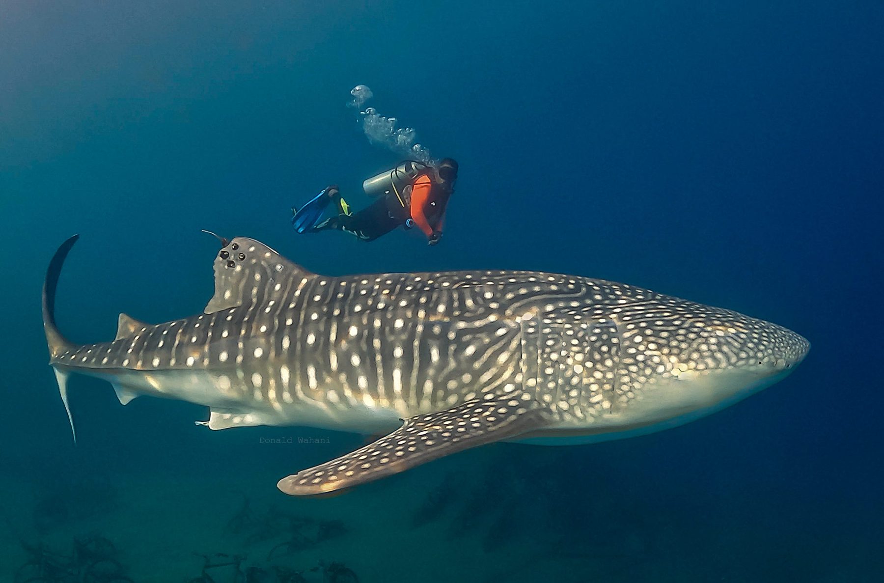 Diver swimming alongside a whale shark at Botubarani, Gorontalo