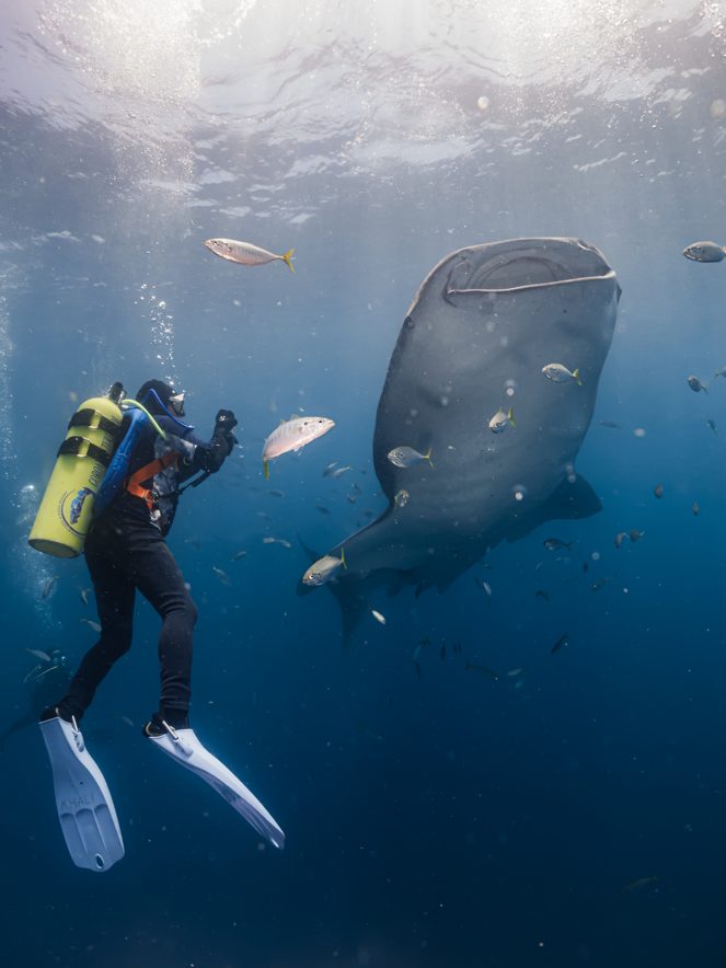 Scuba diver facing a whale shark at Whale Shark Point